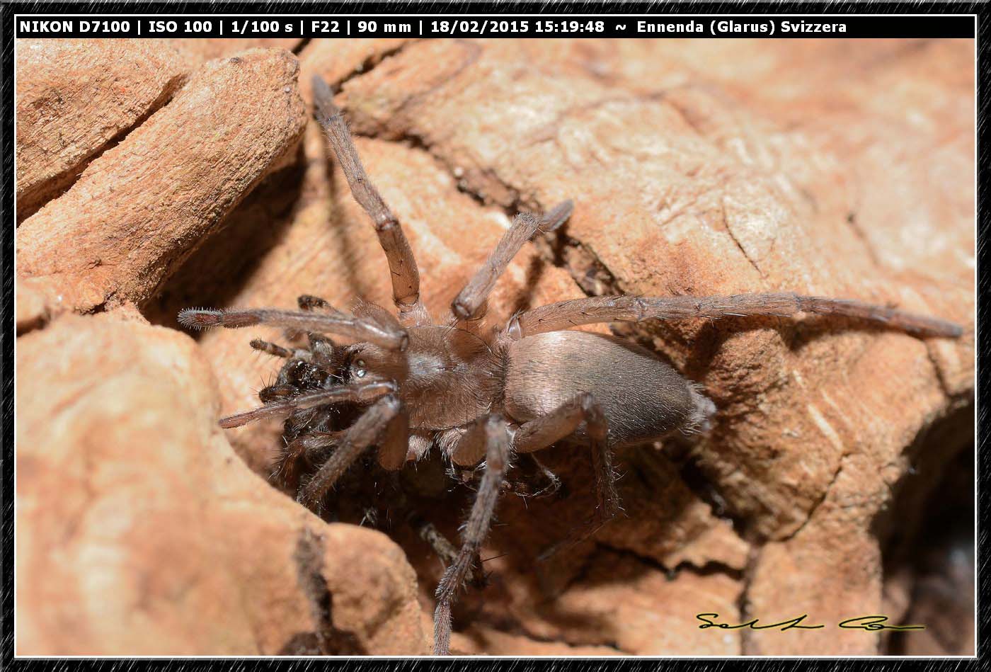 Drassodes sp. preda Pardosa sp. - Ennenda (Glarus), Svizzera